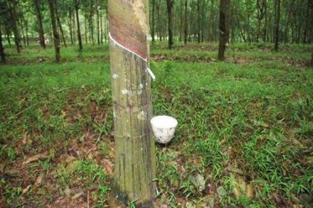 天然橡膠生膠縐片機對物料產(chǎn)生輥壓、剪切，從而使物料壓薄、表面起皺